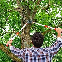 Ein Mann schneidet mit der Astschere vom Boden aus einen Ast in einem Baum.