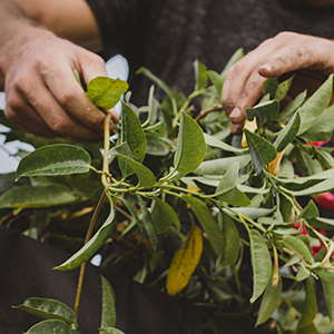 Fiskars Garden Herb Snip, 5 Inch